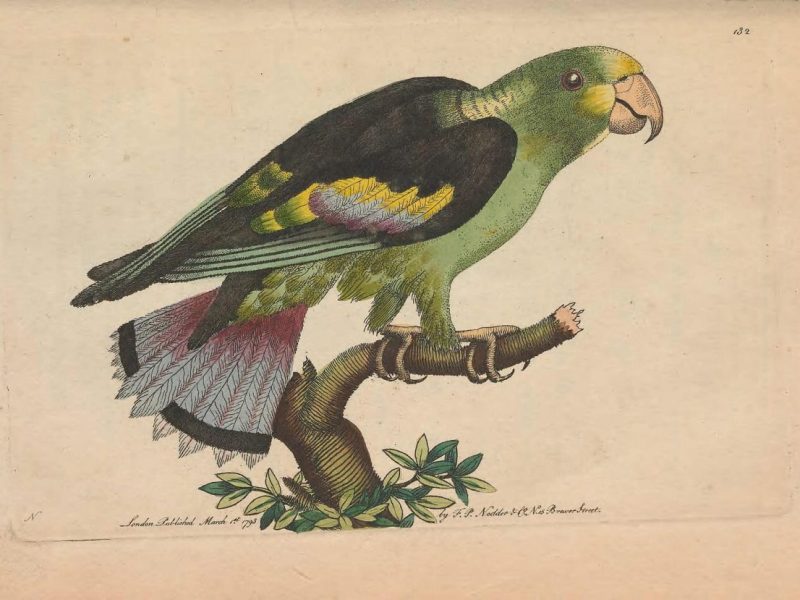 The Biodiversity Heritage&nbsp;Library